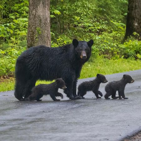 Wilderness Lodge, Hot Tub, Game Room, Pool Access, 1089 Free Tickets Each Paid Day, Dollywood And M セバービル エクステリア 写真